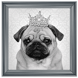 AN056 Pug