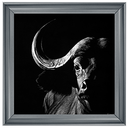 Wildlife Scratchboards VIII