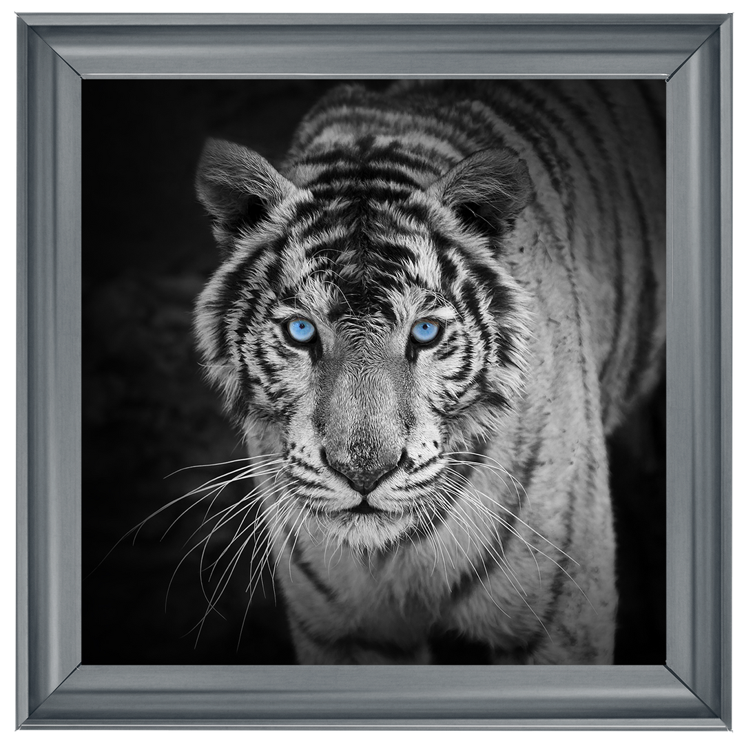 AN001 Blue Eyes Tiger