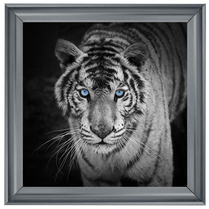 AN001 Blue Eyes Tiger