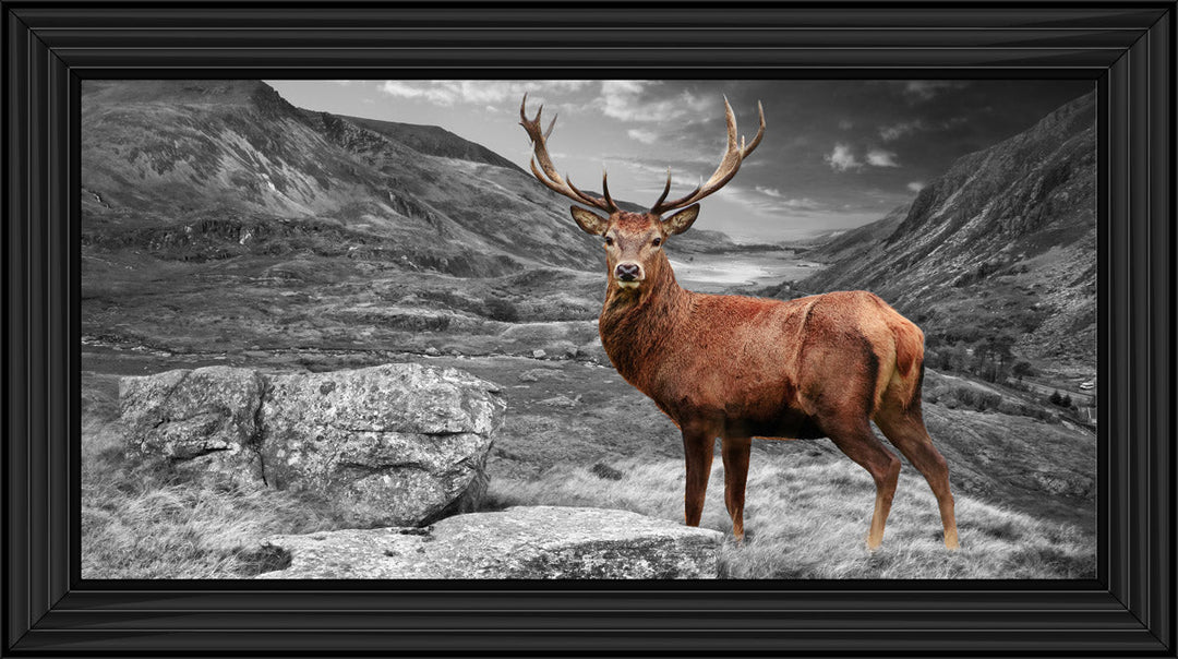 AN006 Stag in Highlands