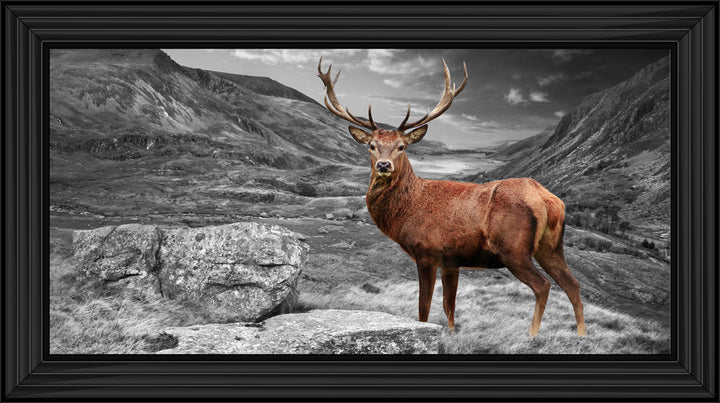 AN006 Stag in Highlands