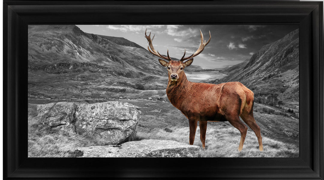 AN006 Stag in Highlands