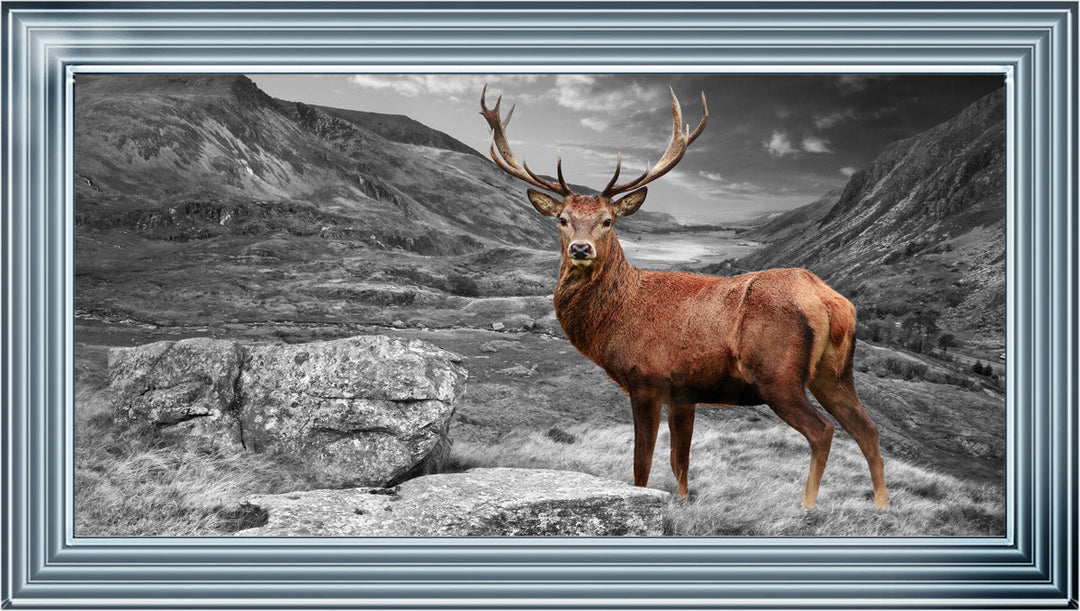 AN006 Stag in Highlands