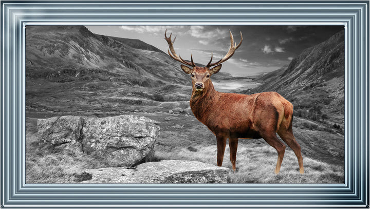 AN006 Stag in Highlands
