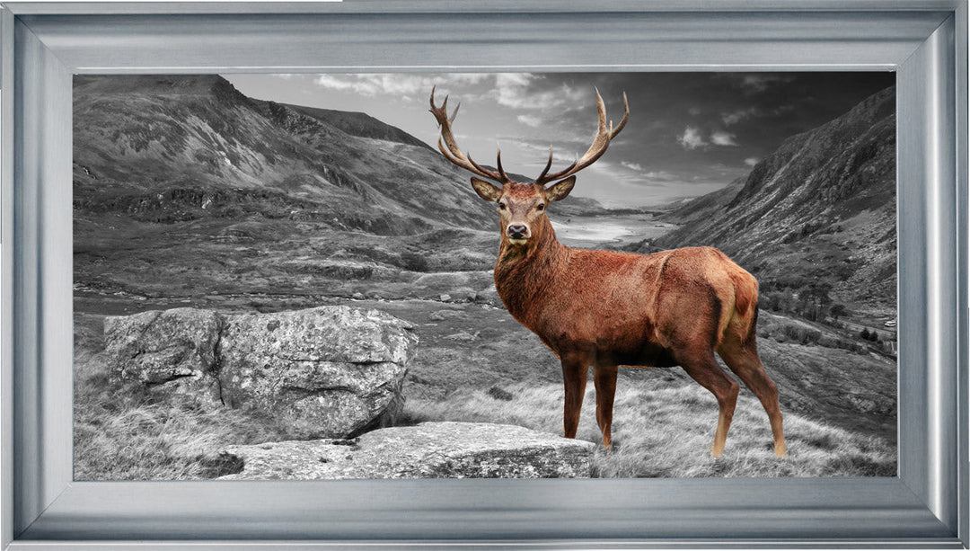 AN006 Stag in Highlands