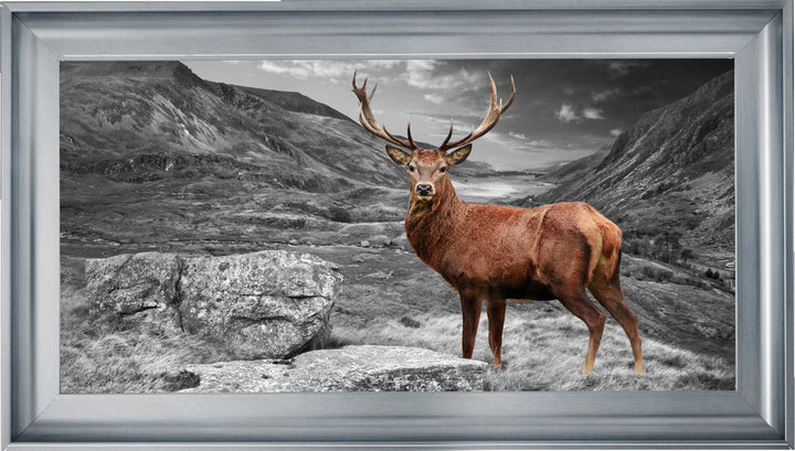AN006 Stag in Highlands