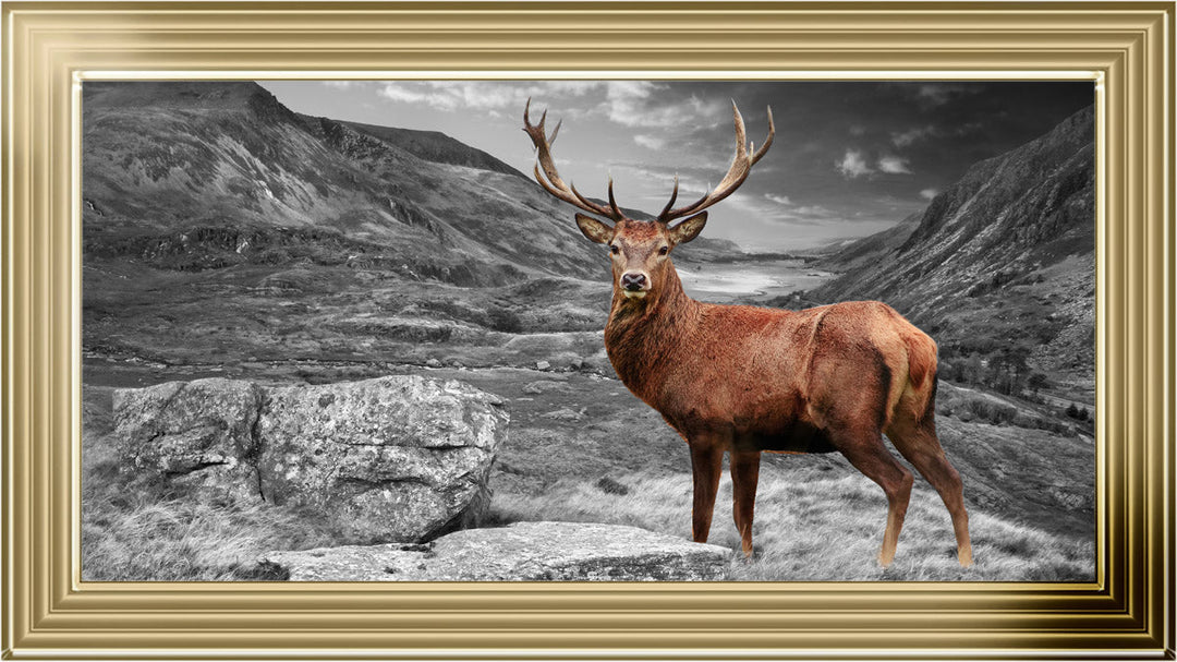 AN006 Stag in Highlands