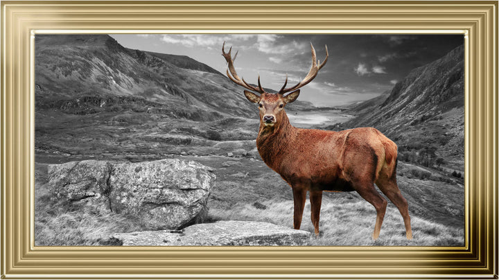 AN006 Stag in Highlands