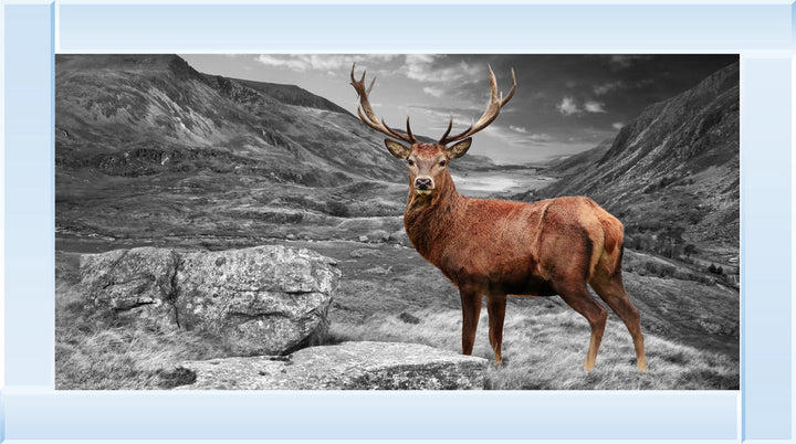 AN006 Stag in Highlands
