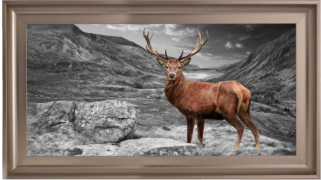 AN006 Stag in Highlands
