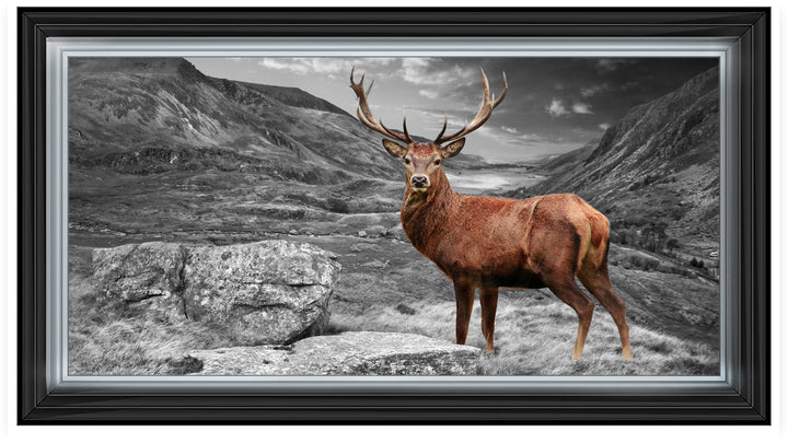 AN006 Stag in Highlands