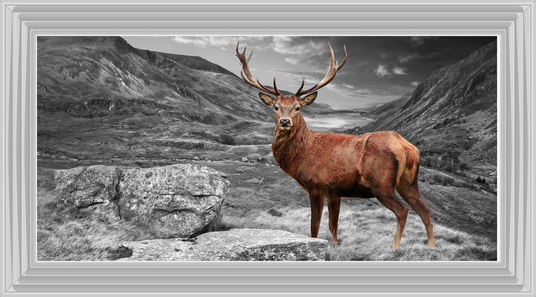 AN006 Stag in Highlands