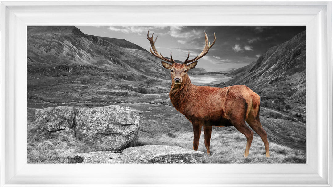 AN006 Stag in Highlands