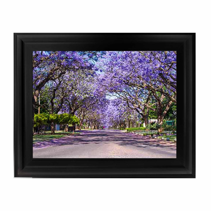 LS380 Path through jacaranda trees