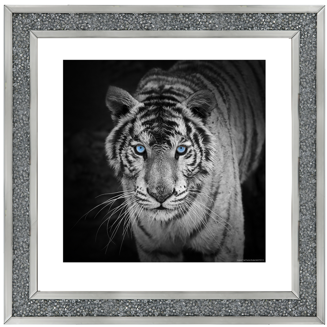 AN001 Blue Eyes Tiger