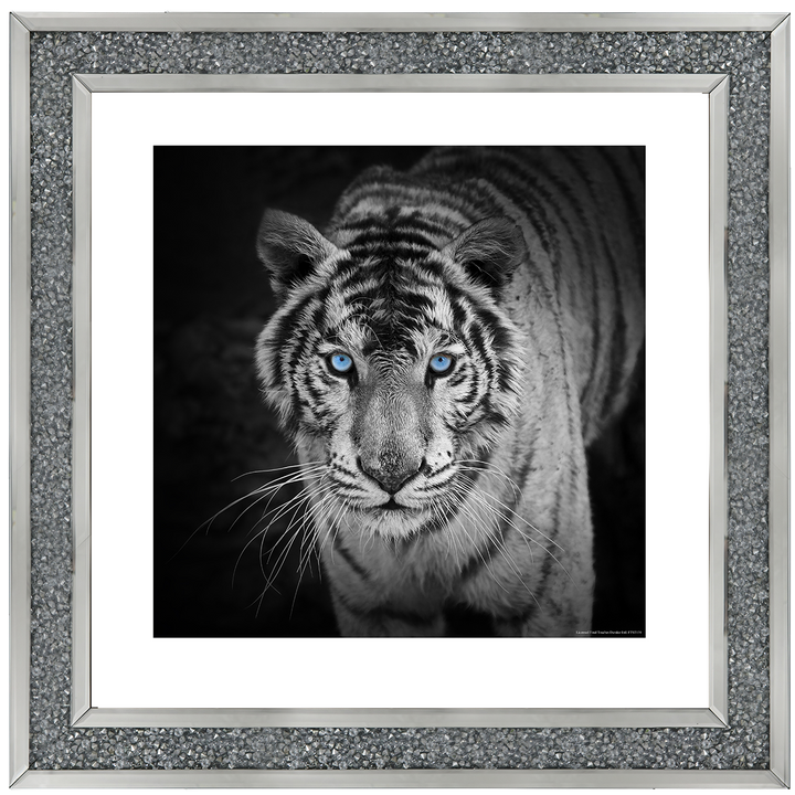 AN001 Blue Eyes Tiger