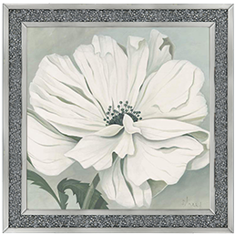 White poppy