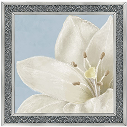 FL018 White amaryllis II
