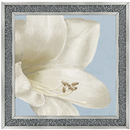 FL017 White amaryllis I