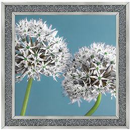 Two Allium flowers