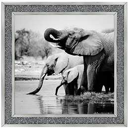 AN037 Namibia Elephants