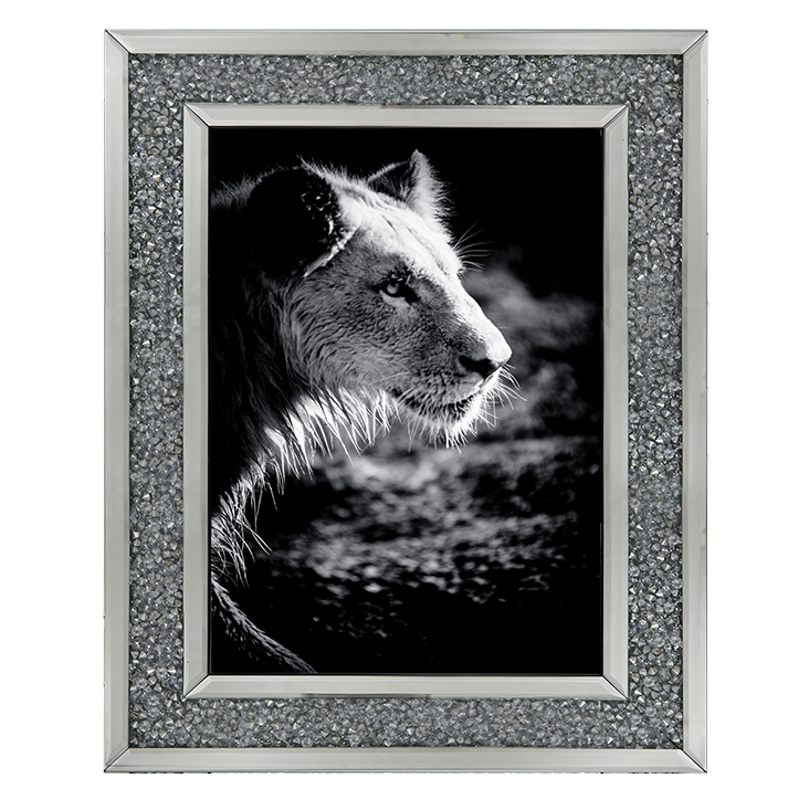Male Lion III