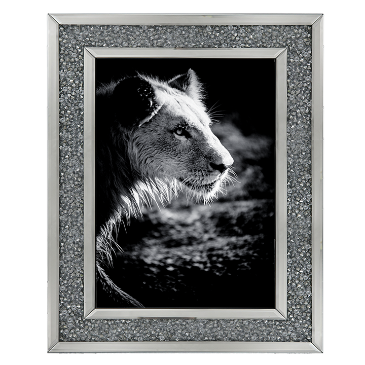 Male Lion III