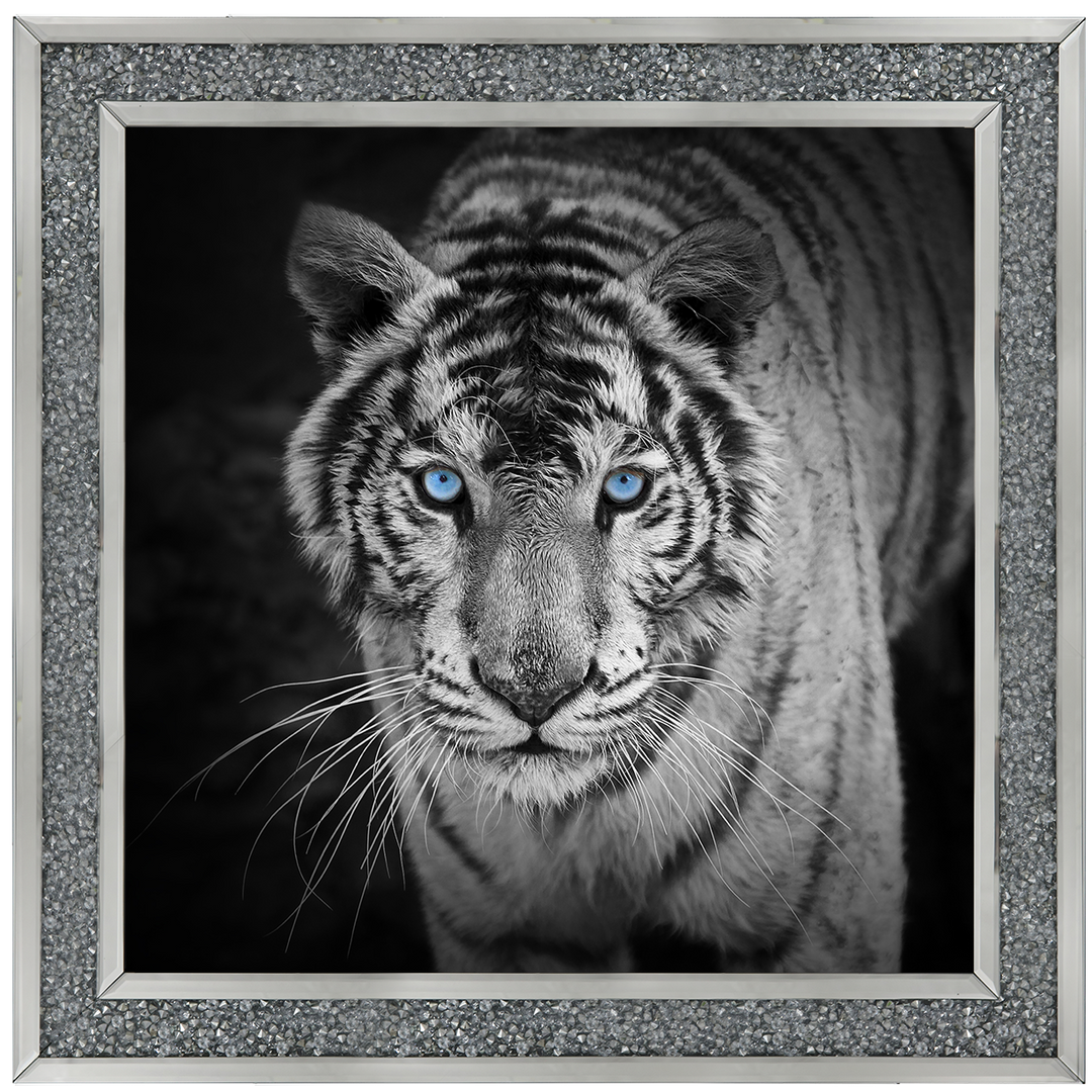 AN001 Blue Eyes Tiger