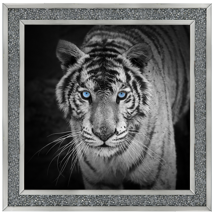 AN001 Blue Eyes Tiger