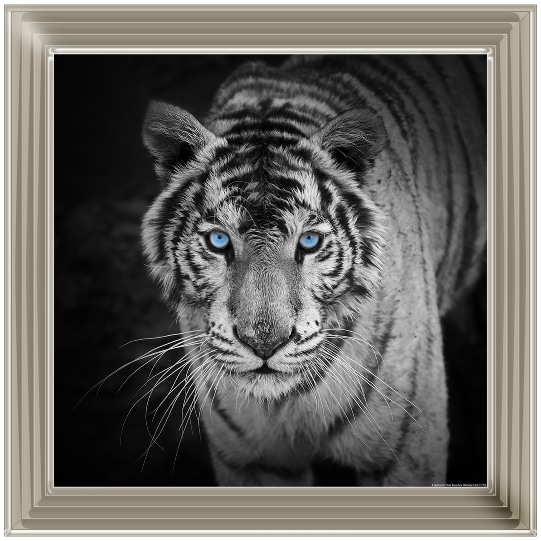 AN001 Blue Eyes Tiger