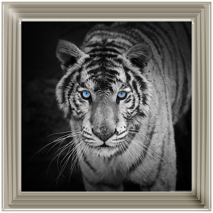 AN001 Blue Eyes Tiger