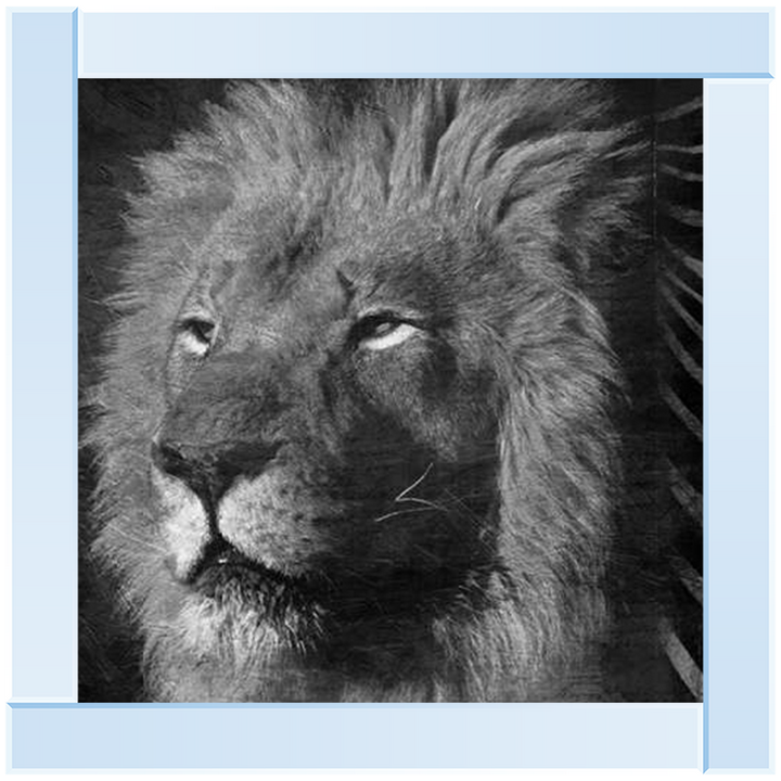 AN047 Animal Instincts Black And White