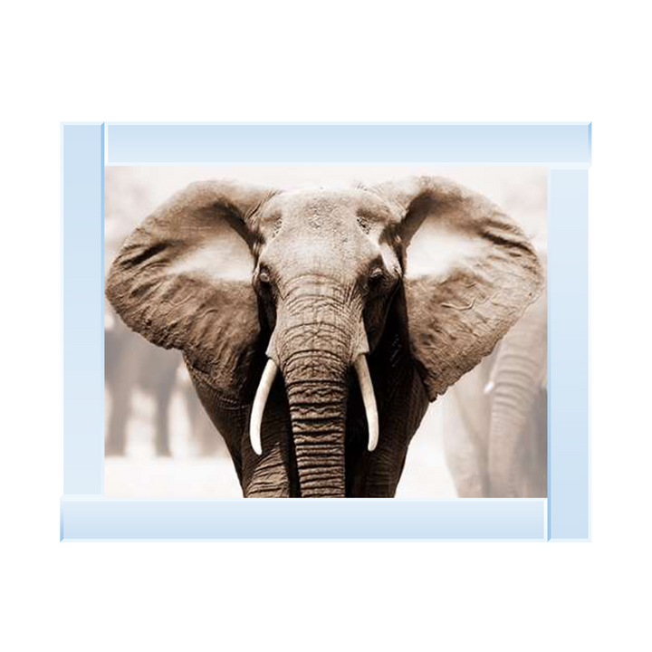 AN071 African Elephant