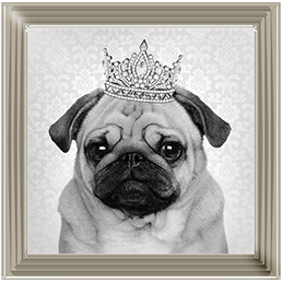 AN056 Pug