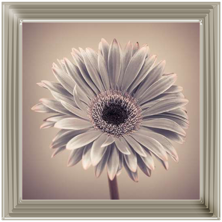 FL013 Pink Gerbera 1