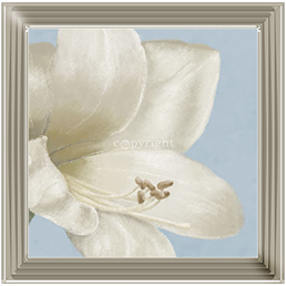 FL017 White amaryllis I