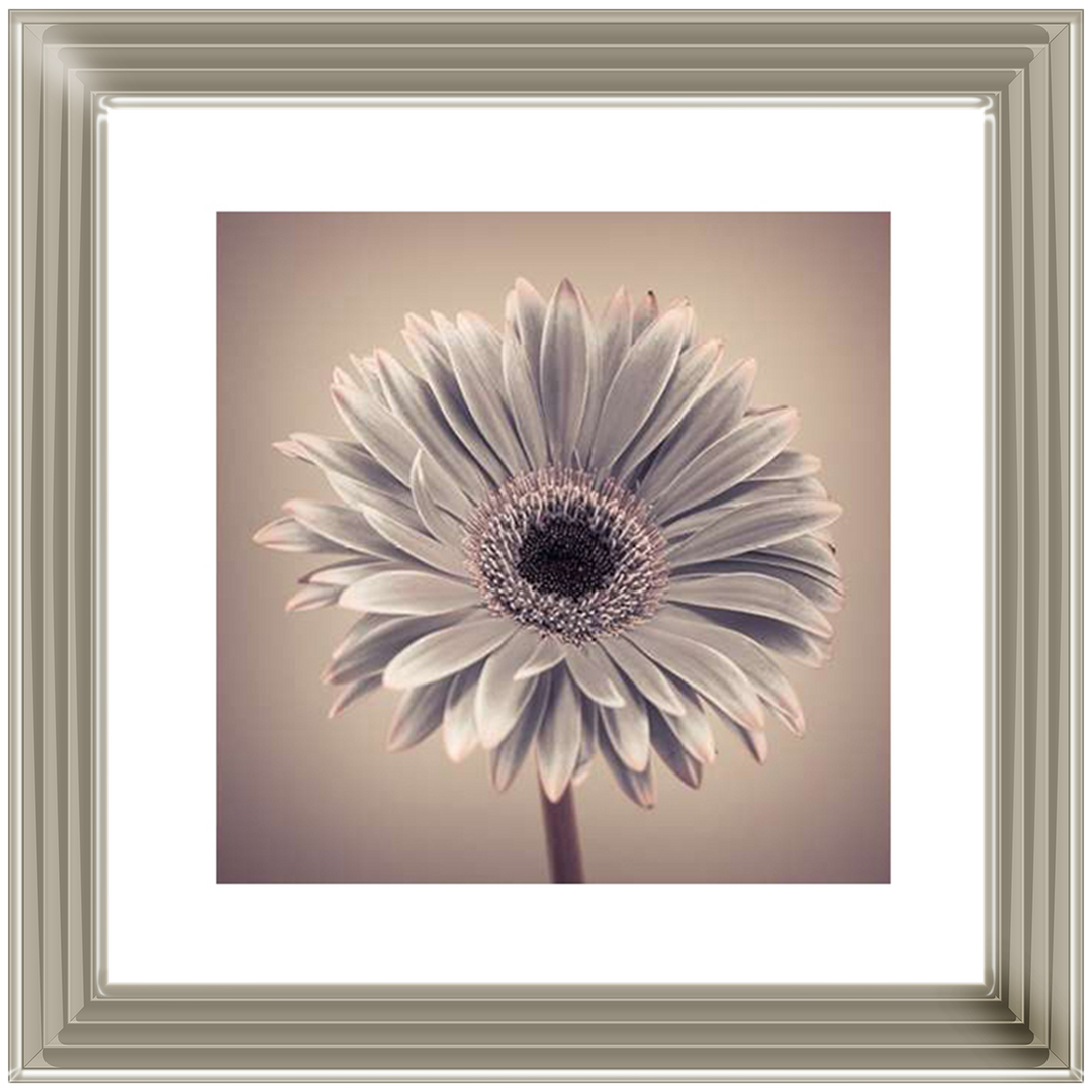 FL013 Pink Gerbera 1