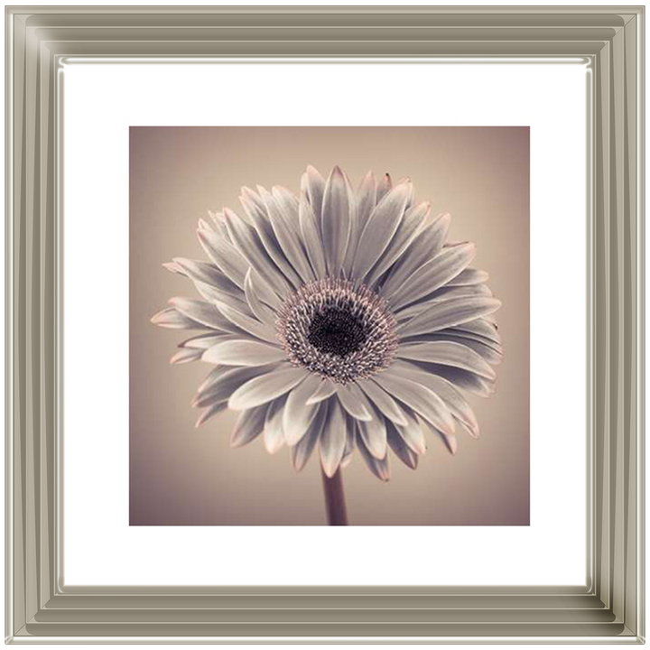 FL013 Pink Gerbera 1