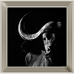 Wildlife Scratchboards VIII