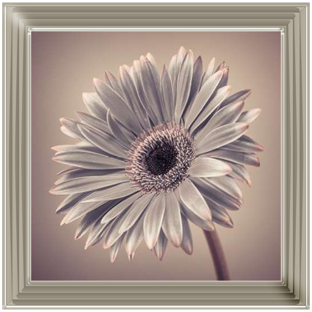 FL014 Pink Gerbera 2