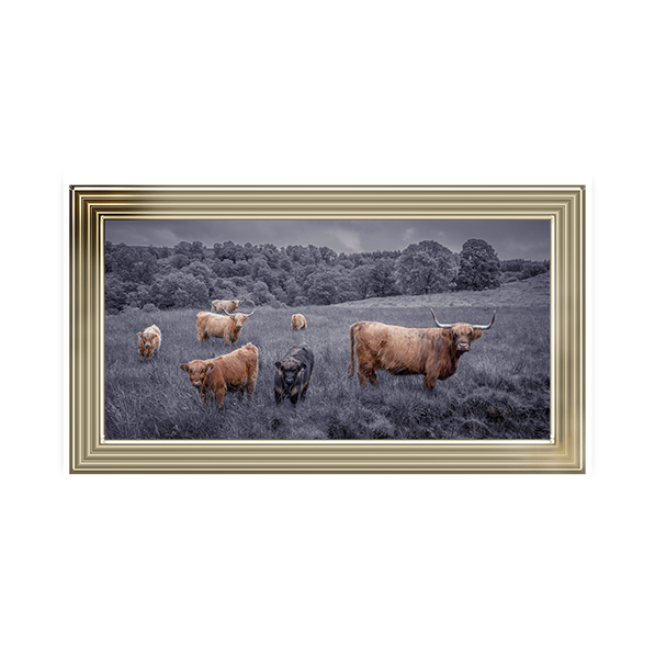 Highland Cows Black & White