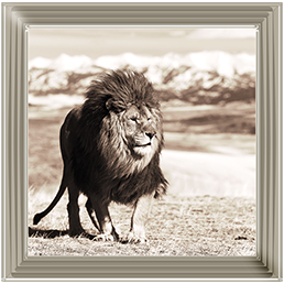 AN046 African Animals Series - Lion A