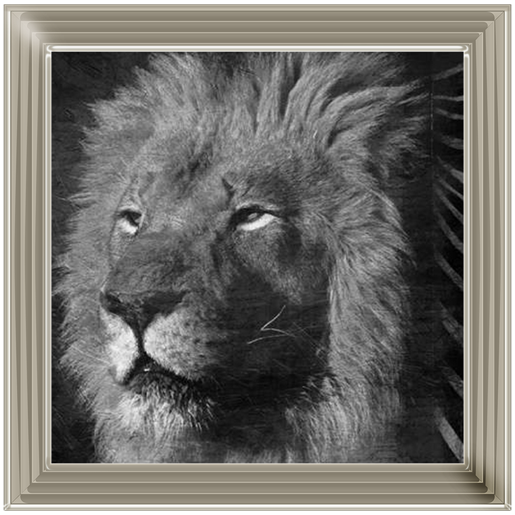 AN047 Animal Instincts Black And White