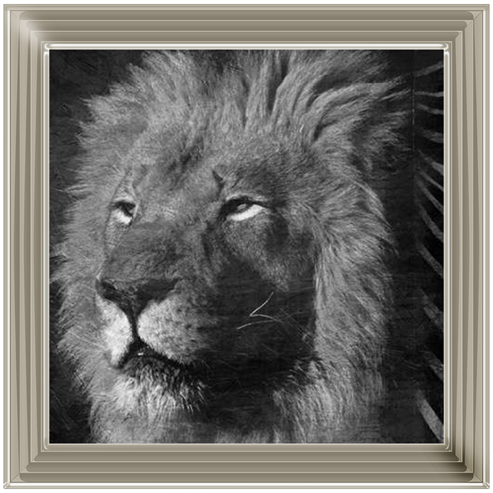 AN047 Animal Instincts Black And White