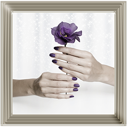 Purple Rose