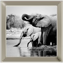 AN037 Namibia Elephants