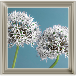 Two Allium flowers