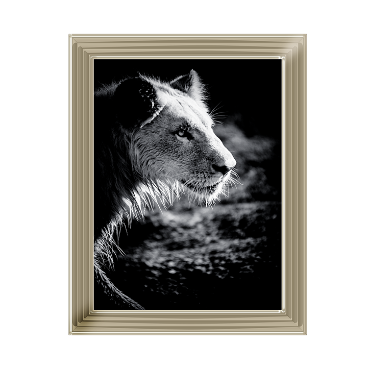 Male Lion III
