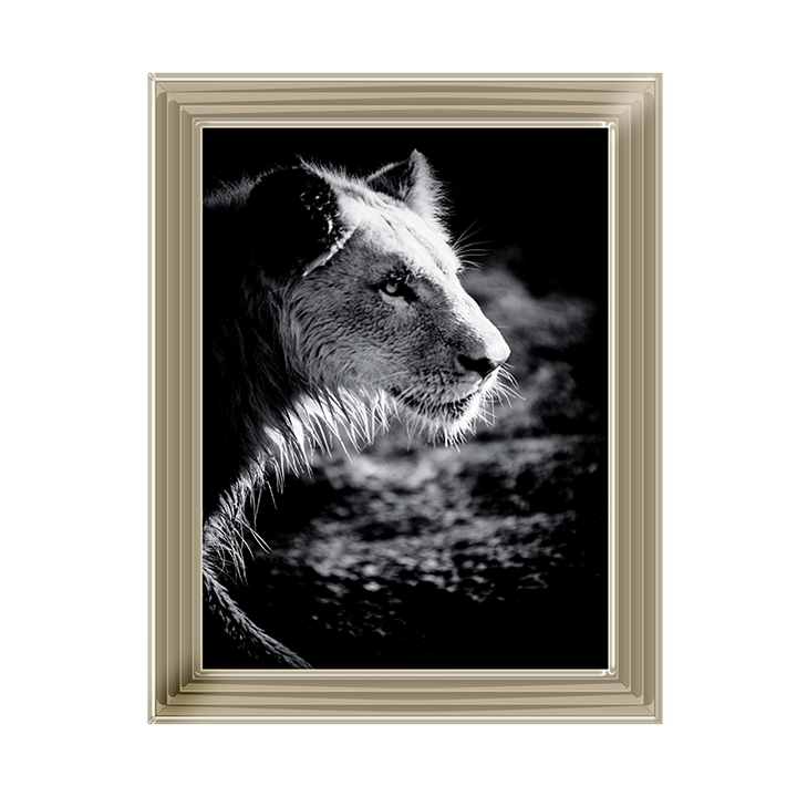 Male Lion III